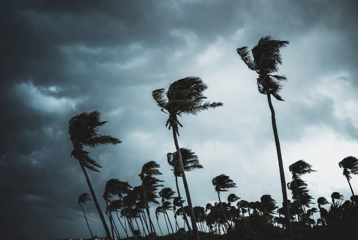 A row of palm trees bent hard against heavy wind under a dark stormy sky as a hurricane approaches.